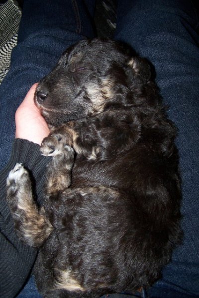 Arc-en-ciel Arlequin 02.02 (8).JPG